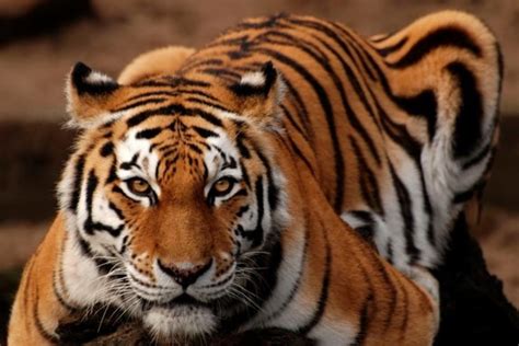 The Allure of Cat Tigers and Vunnies in Folklore and Literature
